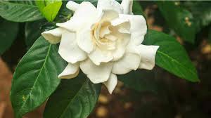 Mahkota bunga kaca piring lebih menyerupai mawar putih. Manfaat Daun Kacapiring Sebagai Obat Herbal Beberapa Jenis Penyakit