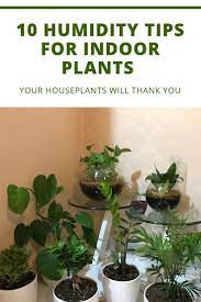10 Great Ways To Increase Humidity For Indoor Plants Smart Garden Guide House Plant Care Plant Care Houseplant Plants