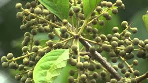 Image result for Embelia schimperi