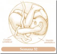 Check spelling or type a new query. Embarazo Semana 32 Un Buen Momento Para Iniciar Tu Curso Preparto Embarazo10 Com