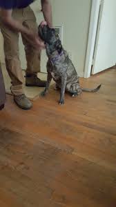 If you find a stray. Dog Adoption In Durham Nc 27712 Shar Pei Boxer Dog Shadow
