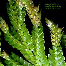 Image result for Selaginellaceae