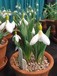 Galanthus Ronald Mackenzie Alpine Garden Hardy Plants Alpine Plants