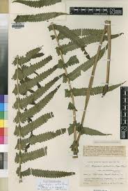 Image result for Dryopteris kilemensis