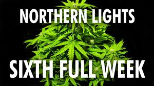 Northern lights is 70% indica, 20% sativa, and. Northern Lights Autoflower Week 6 Legal Cannabis Grow