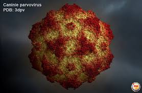 Check spelling or type a new query. Canine Parvovirus Alchetron The Free Social Encyclopedia