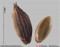 Image result for Panicum pilgeri