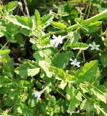 Image result for Jamesbrittenia huillana