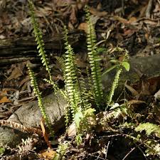 Image result for Asplenium rukararense