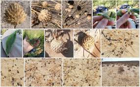 Image result for Acrotome inflata