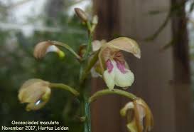 Image result for Oeceoclades saundersiana