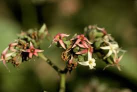 Image result for Anacardium