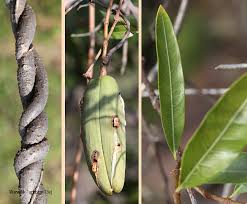 Image result for Stomatostemma monteiroae