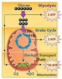 3 Stages Of Cellular Respiration Cell Respiration Cell