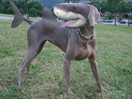 50 perfectly timed animal photos. Funny Photoshopped Animals Beautyqueen11