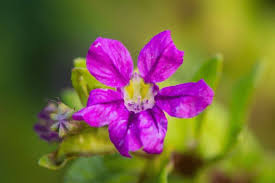 Image result for Cuphea hyssopifolia