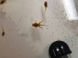 Tadpoles do best with reverse osmosis water, commonly called ro water. How To Keep Tadpoles Alive At Home