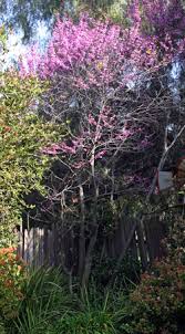 Burgundy hearts redbud is a deciduous tree with a more or less rounded form. Eastern Redbud Cercis Canadensis Wisconsin Horticulture