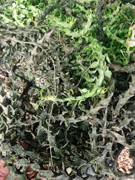 Image result for Ceropegia gracilior
