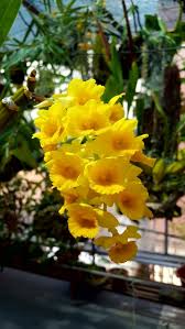 Image result for Rhipidoglossum densiflorum