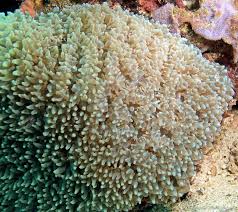 Image result for Microcoelia physophora