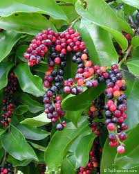 Image result for Antidesma venosum