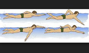 Check spelling or type a new query. Renang Gaya Bebas Teknik Dasar Penjelasan Dan Gambarnya