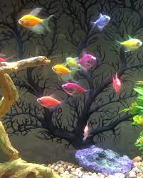 How Many Glofish In A 10 Gallon Tank Stocking Guide Video Video Fish Wallpaper Glofish Glow Fish