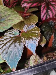 Image result for Begonia kisuluana