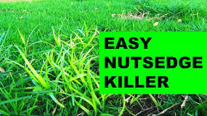 What does nutsedge look like? How To Get Rid Of Nutsedge In The Lawn The Easy Way Youtube
