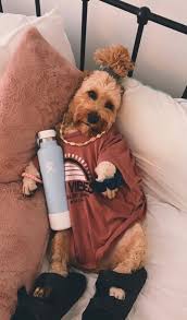 Women Woman Animals Makeup Girl Man Boys Pictures Images Photo Iphone Samsung Google Cute Animal Photos Cute Dogs And Puppies Baby Animals Pictures