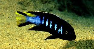 Pseudotropheus Metriaclima Sp Elongatus Chewere Chewere 6 Ciclidos Africanos Pez Ciclido Ciclidos