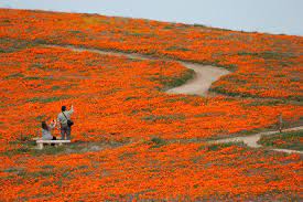 The flower fields is closed. Superbloom In Southern California Reuters Com