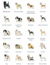 Pin By Nikki Manno On Dogs Purebred Dogs Dog Breeds Dog
