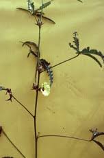 Image result for Tephrosia linearis