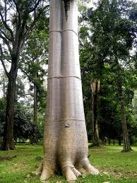 Image result for Pearsonia cajanifolia