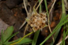 Image result for Hibiscus pusillus