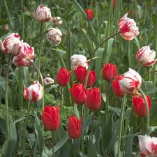 Carnaval De Nice Double Tulip Anniversary Flowers Spring Plants Bulb Flowers