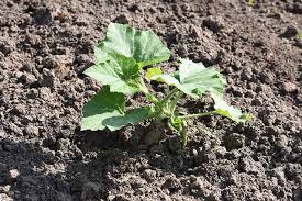 Maybe you would like to learn more about one of these? How To Grow Your Own Pumpkins Gardener S Path