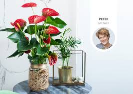 However, the majority of water is absorbed by root hairs. How Do Plants Absorb Water Anthurium English