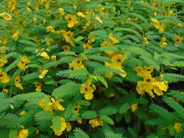 Image result for Chamaecrista biensis