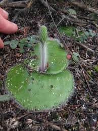 Image result for Holothrix villosa