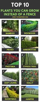 Evergreen hedging plants and shrubs are a popular way to create a living garden fence by using privacy plants. Top 10 Beautiful Plants You Can Grow Instead Of A Fence Backyard Trees Natural Fence Fence Plants
