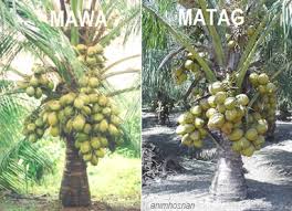 Kelapa matag ialah singkatan daripada 'ma' (malayan) dan 'tag' (tagnanan). Mat Ag