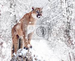 Molekulargenetische untersuchungen haben allerdings ergeben, dass der gepard am engsten mit der gattung der pumas (puma und jaguarundi) verwandt ist und daher in die kleinkatzen eingegliedert werden muss. Portrat Eines Pumas Berglowe Puma Panther Eine Haltung Auf Leinwandbilder Bilder Myloview De