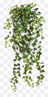 Ivy Png Ivy Leaf Ivy Vine Ivy Plant Ivy Border Ivy Frame Green Ivy Holly And Ivy English Ivy Christmas Ivy Ivy Corner Ivy Leaf Vine Posion Ivy Aka Ivy Wall climbing ivy decoration wall plant vector set isolated.
