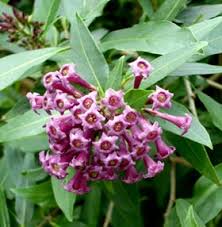 Image result for Cestrum