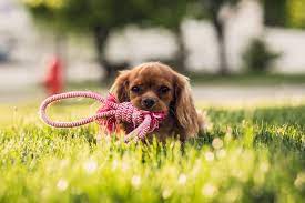 Your puppy is raised and trained to fit your lifestyle right from the very beginning. Puppy Manners 1 Charlottesville Albemarle Spca