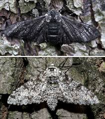 Natural selection answer key gizmo. Peppered Moths Dr Kettlewell
