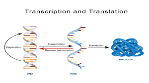 Polypeptides are a chain of amino acids. A Short Explanation Of The Fascinating Process Of Protein Synthesis Biology Wise